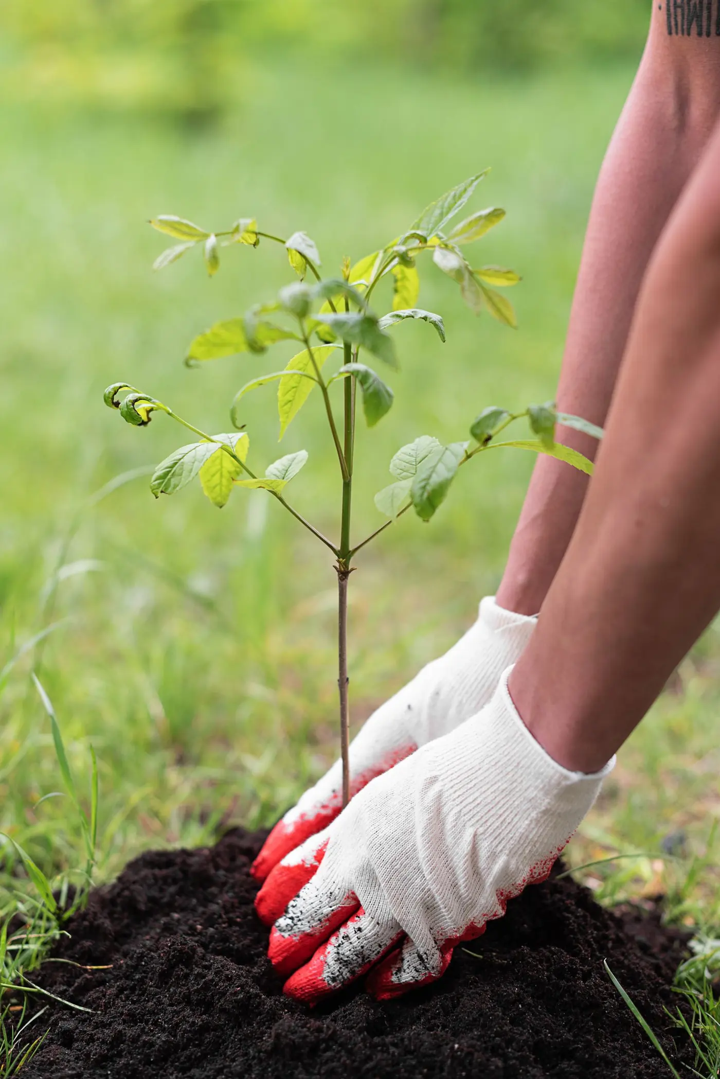 Hands planting a young tree during land restoration